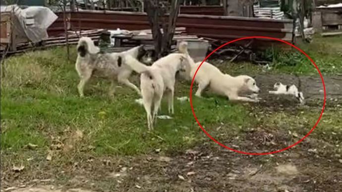 Çorlu’da Başıboş sokak köpekleri, kediyi parçalamaya çalıştı!. Sokak köpeklerine çözüm ne olmalı?