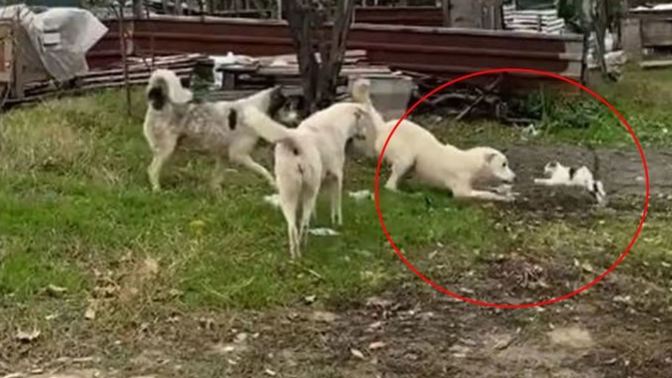 Çorlu’da Başıboş sokak köpekleri, kediyi parçalamaya çalıştı!. Sokak köpeklerine çözüm ne olmalı?