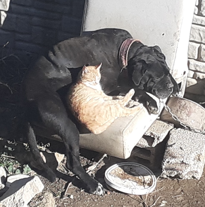 Son donemde hayvanları fazlaca itibarsızlaştırmıyorlarmı?