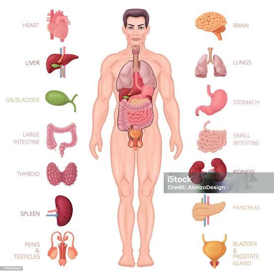 Benim anatomim