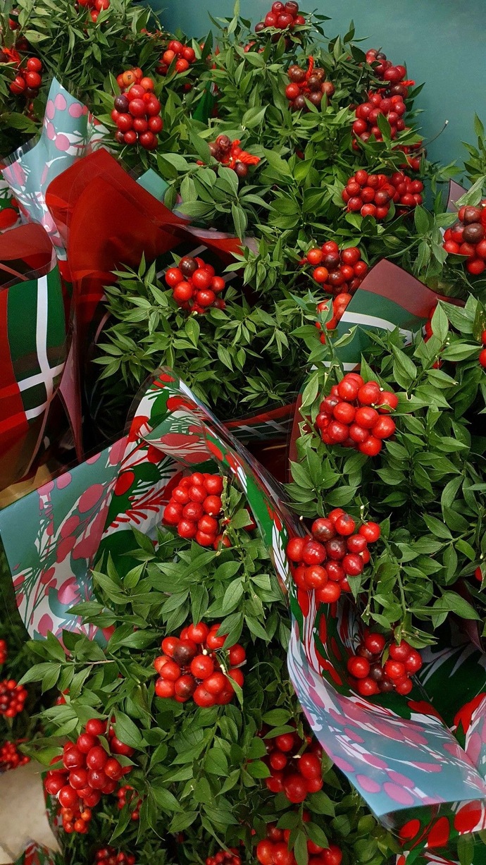 Kokina çiçeği gerçekten şans getiriyor mu?