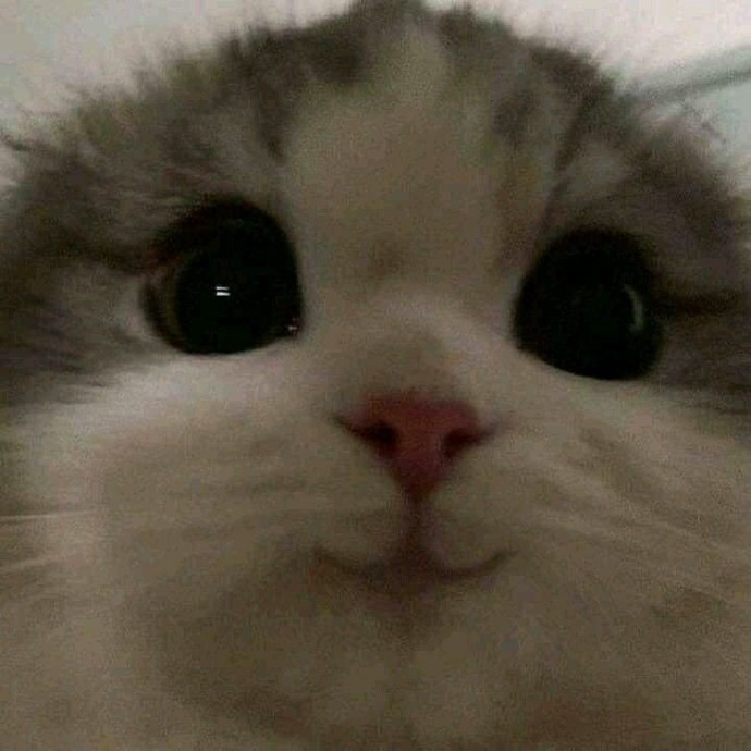 Mesajda aslan kesilen buluşunca kedi mi kesilir?