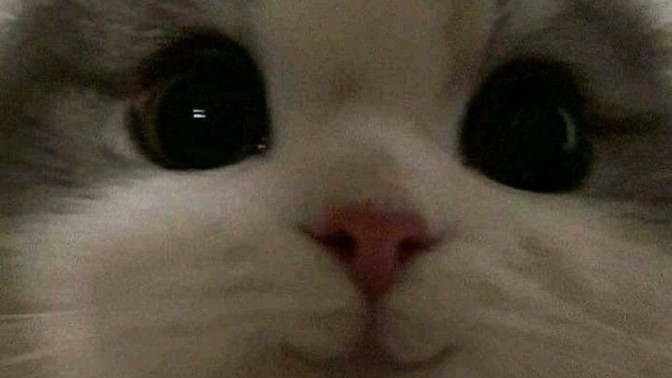 Mesajda aslan kesilen buluşunca kedi mi kesilir?