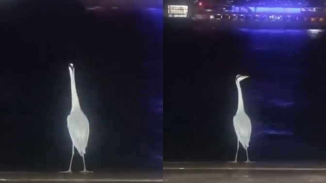 İstanbul sahilinde tek başına gemileri izleyen kuş görüntülenmiş. Siz de bu kadar dertli misiniz :D?