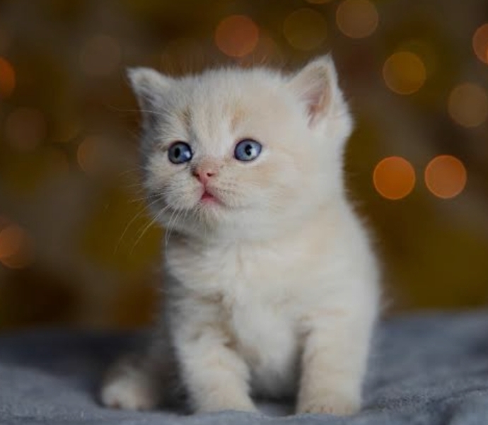Eve kedi alındığında koku yapıyor mu? Çok mu tüy döker?