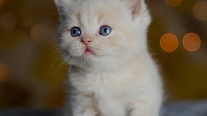 Eve kedi alındığında koku yapıyor mu? Çok mu tüy döker?