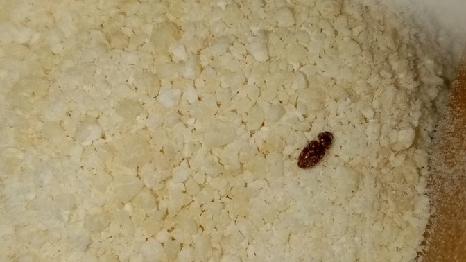 Bu şey ne sizce iade etsem mi tarhana dan çıktı?