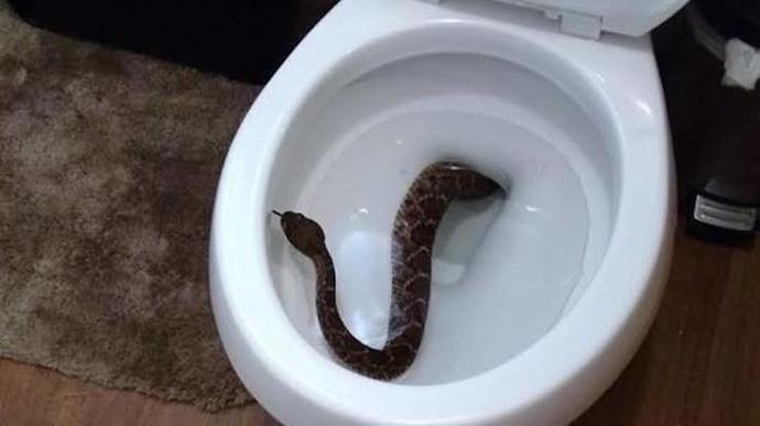 Tuvalet deliğinden yılan çıkar korkunuz var mı?