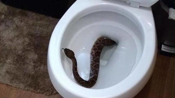 Tuvalet deliğinden yılan çıkar korkunuz var mı?