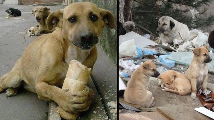 Başıboş köpekler için 2. plan belirlenmiş! Sizce olması gereken bunlar mı?