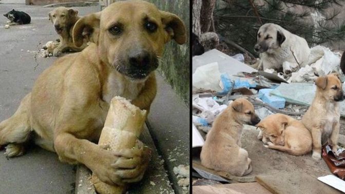 Başıboş köpekler için 2. plan belirlenmiş! Sizce olması gereken bunlar mı?