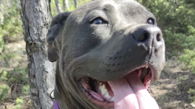 Ormanda karşınıza köpeğim çıksa ne yapardınız 😂?