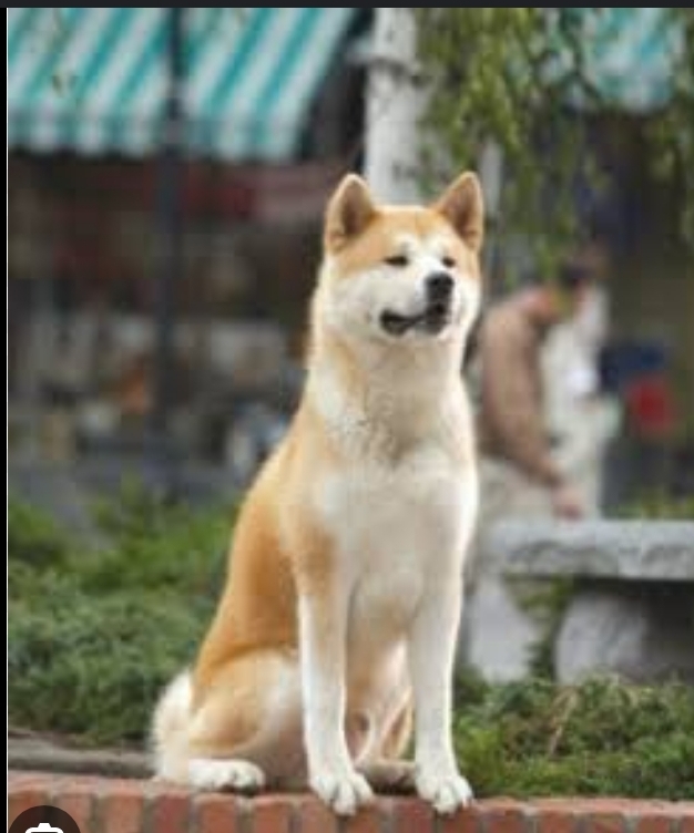 My hero hachiko , onun hayatını anlatan film bana çok şey öğretti