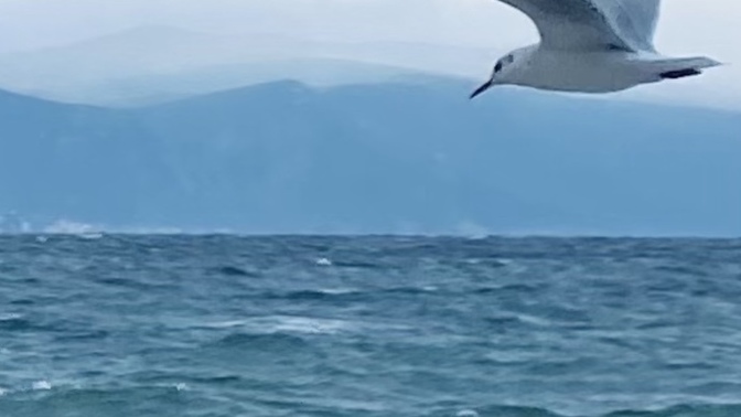 Seni kaybeden kazanır mı kaybeder mi?