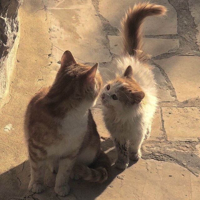 Gerçek aşkı buldunuz mu?