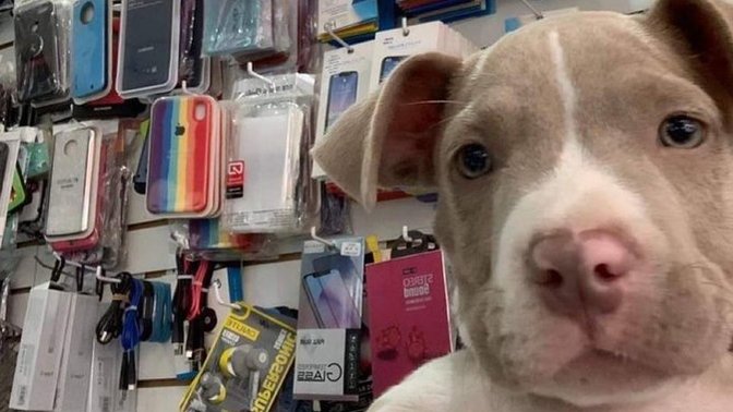 Telefon alırken sıfır mı, ikinci el mi tercih ediyorsunuz?