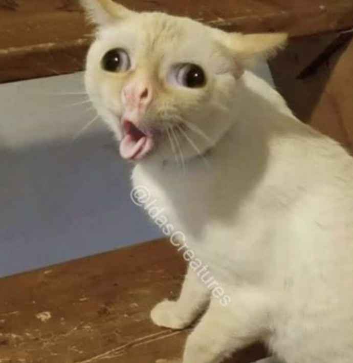 Bu fotoyu çok beğeniyorum yaa bazi erkeklerin tavırlarını görunce yüz ifadem aynen böyle fjjdjdjd😅😂