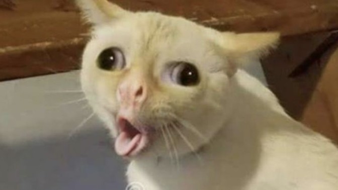 Hadi soru cevap yapalımm arkadaşlarr✨️✨️?