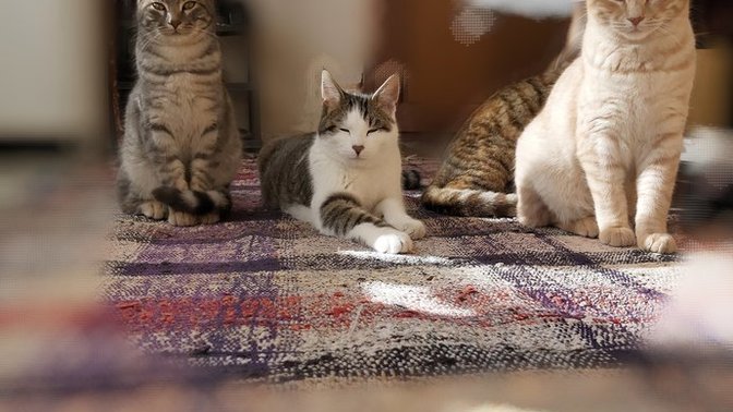 Kedi ve köpek bakıyor musun evde ya da  sokakta?