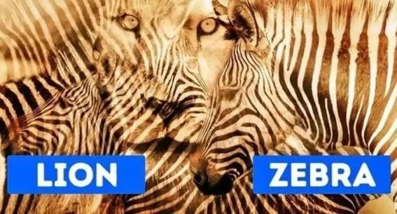İlk Gördüğünüz Şey Kişiliğiniz Hakkında Beklenmedik Gerçekleri Ortaya Çıkarıyor?
