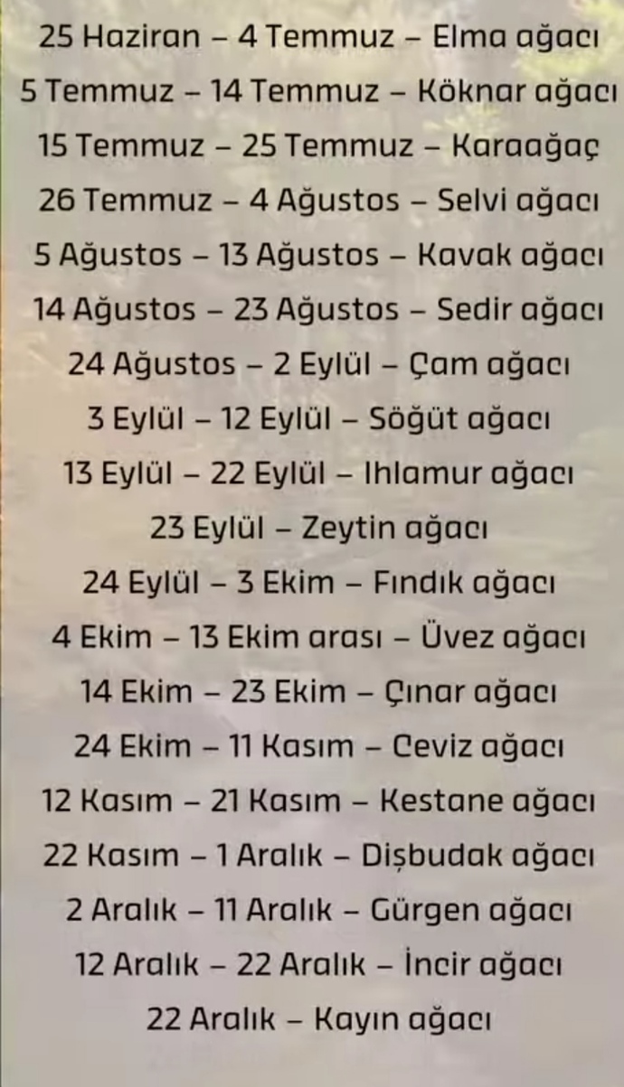 Doğduğunuz güne göre sizin ağacınız neymiş?