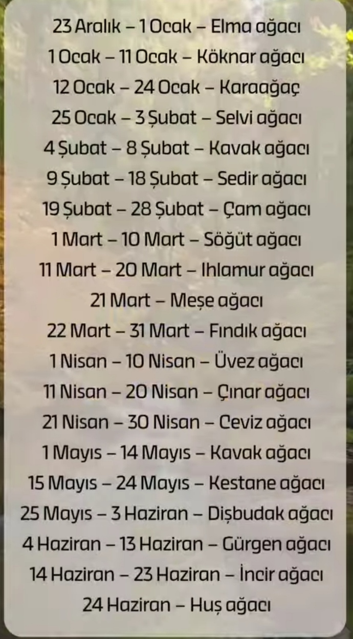 Doğduğunuz güne göre sizin ağacınız neymiş?