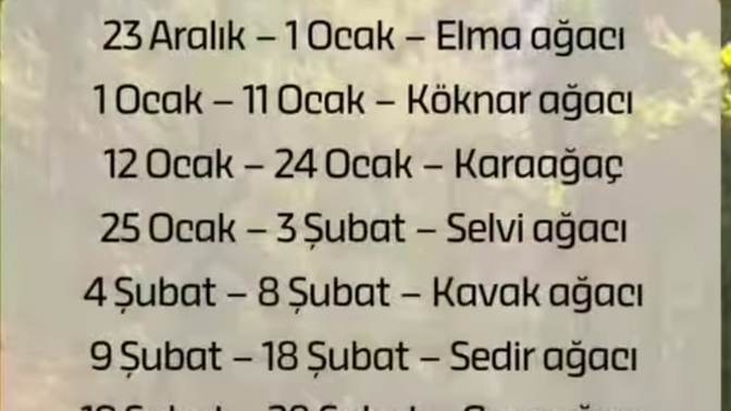 Doğduğunuz güne göre sizin ağacınız neymiş?