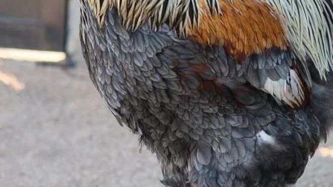 Tavuk suyu en çok hangi yemeklere yakışır?