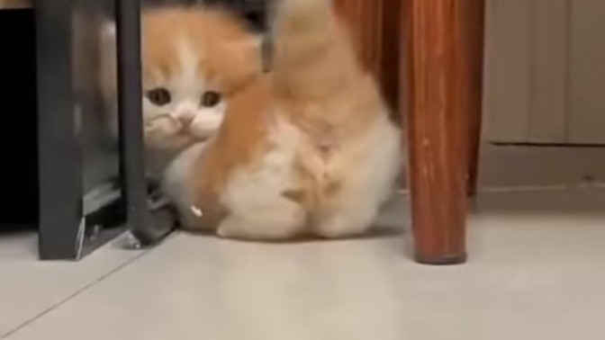 Siz miyav mısınız?