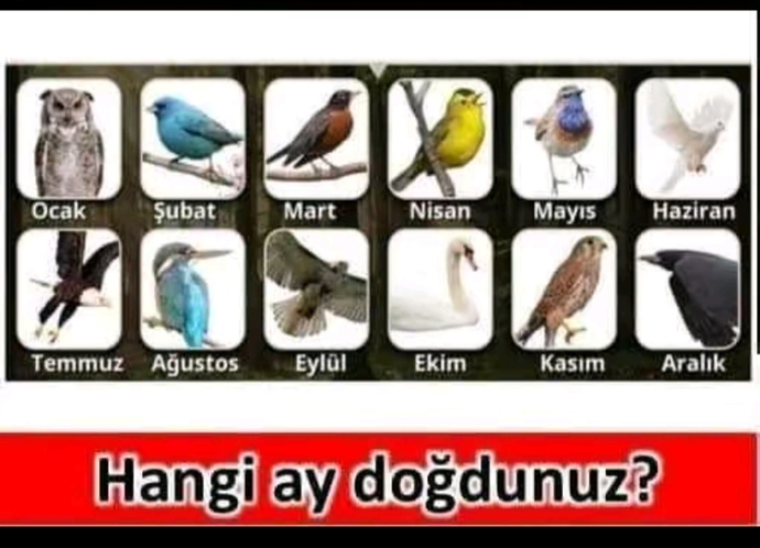 Doğduğunuz aya göre hangi kuşsunuz🦅?