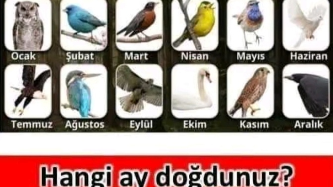 Doğduğunuz aya göre hangi kuşsunuz🦅?