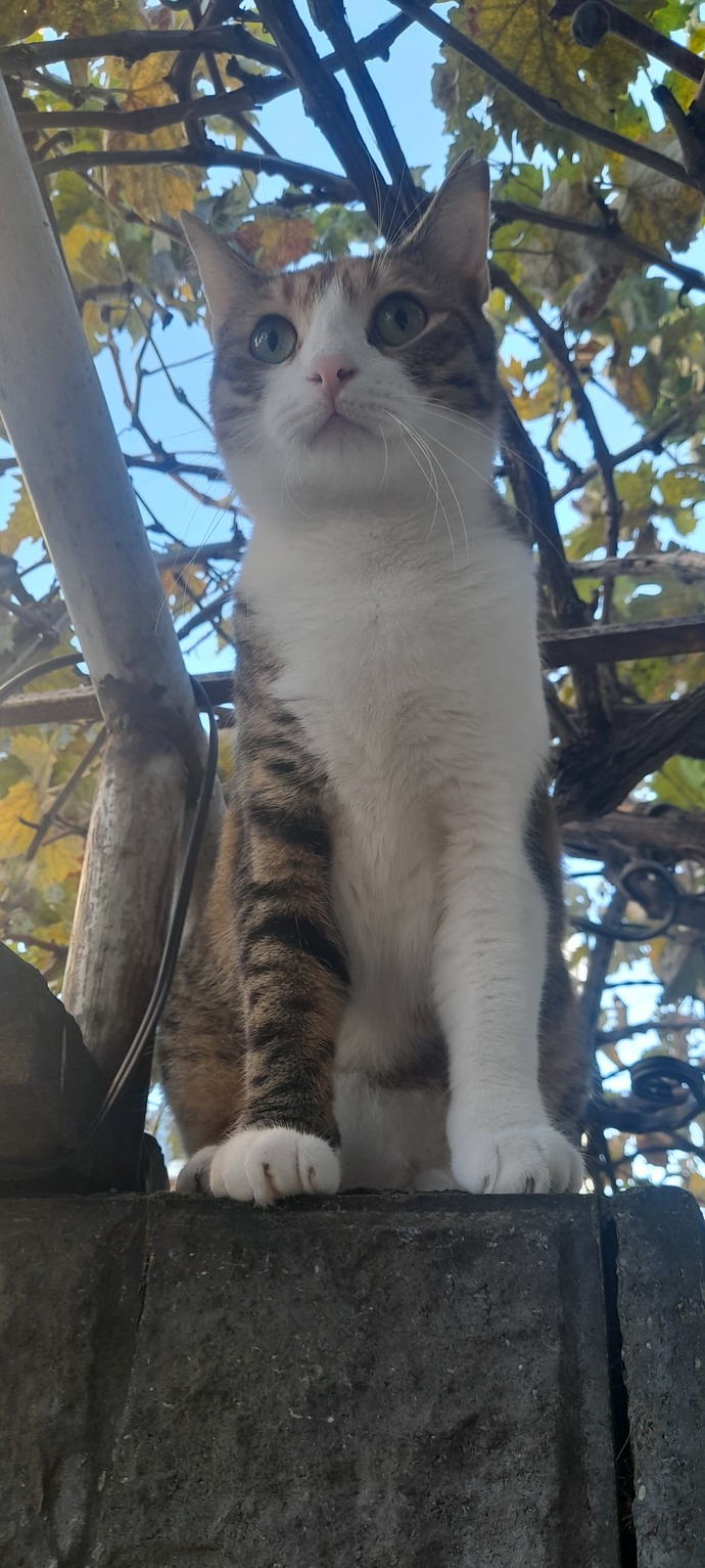 Kedim 2 yaşında bu sezon aşı olması gerekiyor mu?