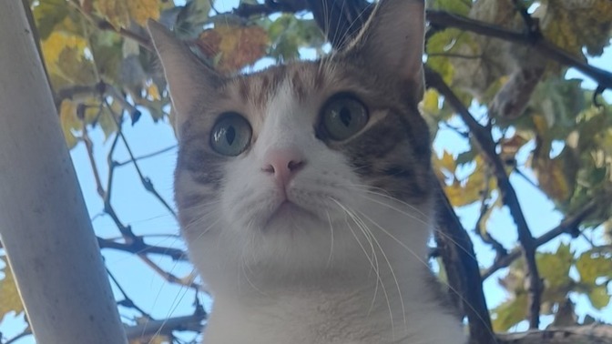 Kedim 2 yaşında bu sezon aşı olması gerekiyor mu?