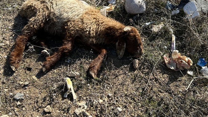 Bu keçi yolda buldum hasta ne yapmam lazım?