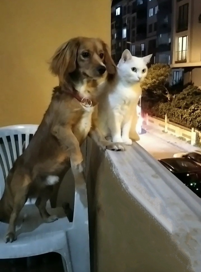 Evcil hayvanınız her verdiğiniz yemeği yiyiyor mu?