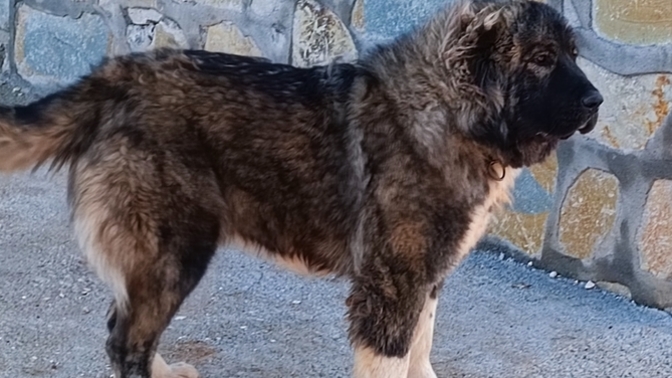 Evcil hayvanınız her verdiğiniz yemeği yiyiyor mu?