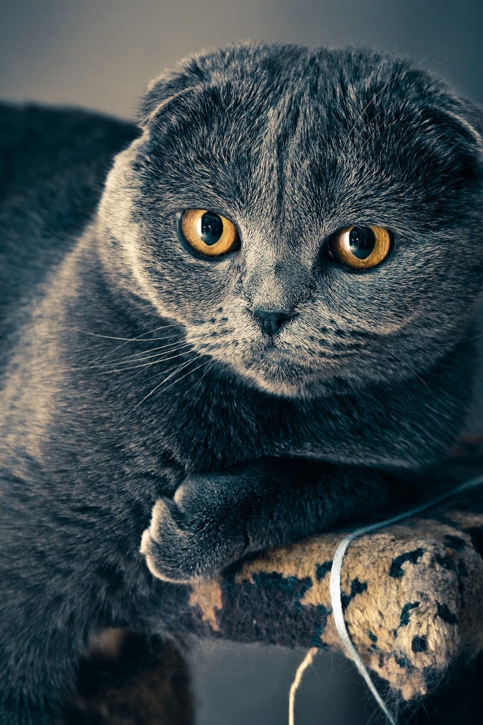 Oyyş Canım Muhtarım benim 🧡😻