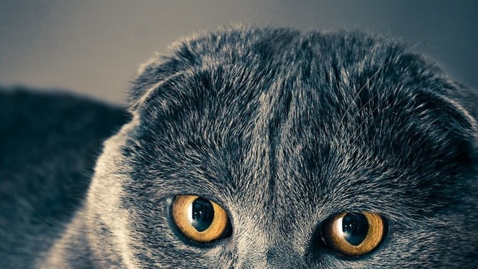 Evde kedi beslemenin zorlukları ve güzel yanları nelerdir?