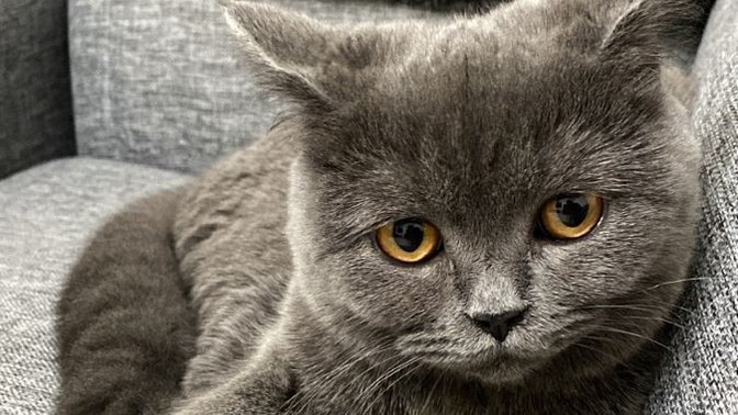 Evde baktığın evcil dostun var mı?