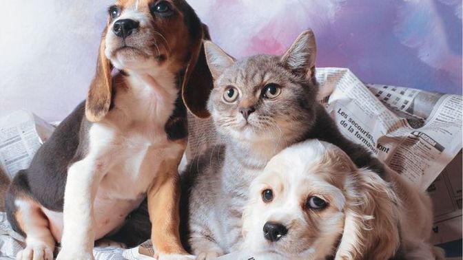 Köpek mi seviyorsunuz, kedi mi?