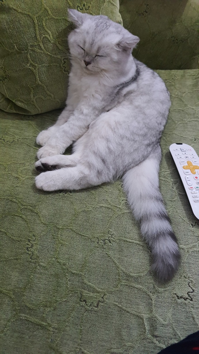 Kedim nasıl? Tatlı mı sevimli mi?