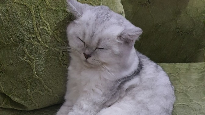 Kedim nasıl? Tatlı mı sevimli mi?