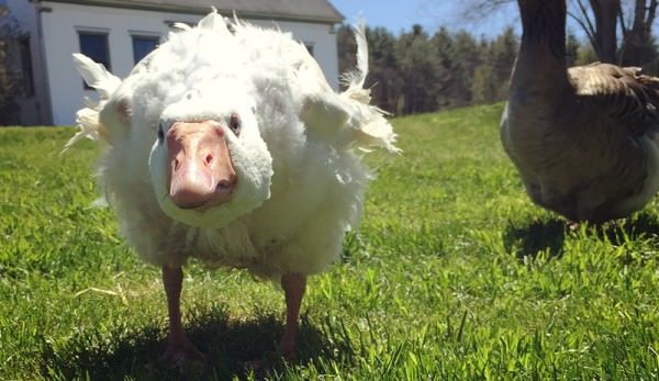 Komşunun tavuğu, komşuya her zaman kaz mı görünür?