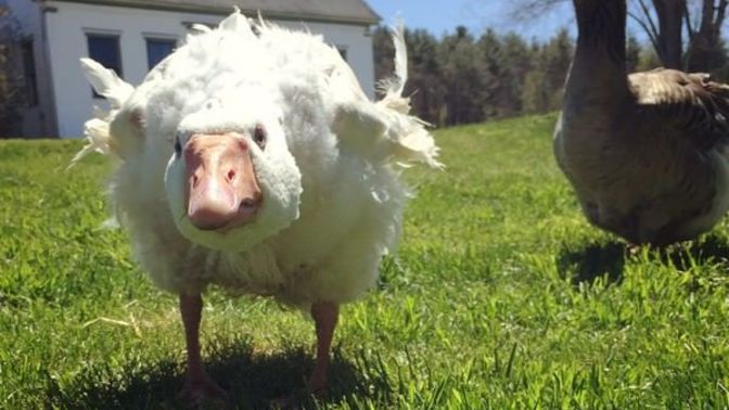 Komşunun tavuğu, komşuya her zaman kaz mı görünür?