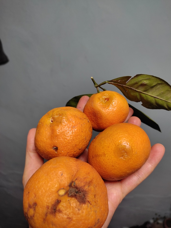 Pazardan aldığınız meyveler ön tarafta göründüğü gibi mi geliyor size?