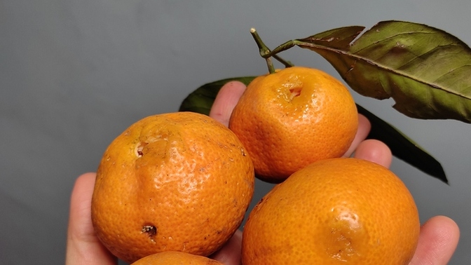 Pazardan aldığınız meyveler ön tarafta göründüğü gibi mi geliyor size?