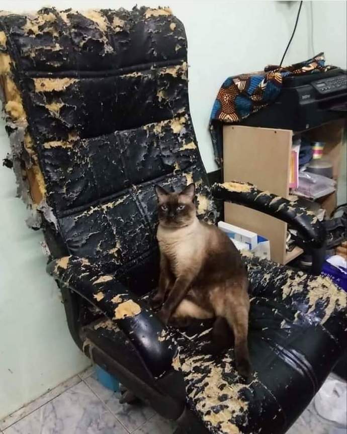 Evcilleriniz ev eşyalarınıza zarar veriyor mu?