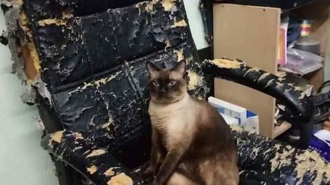 Evcilleriniz ev e�yalar�n�za zarar veriyor mu?