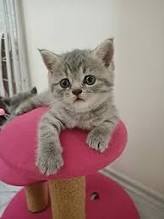 🐶🐱Hangi hayvanı sahiplenmek istersiniz?