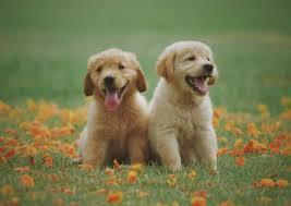 🐶🐱Hangi hayvanı sahiplenmek istersiniz?